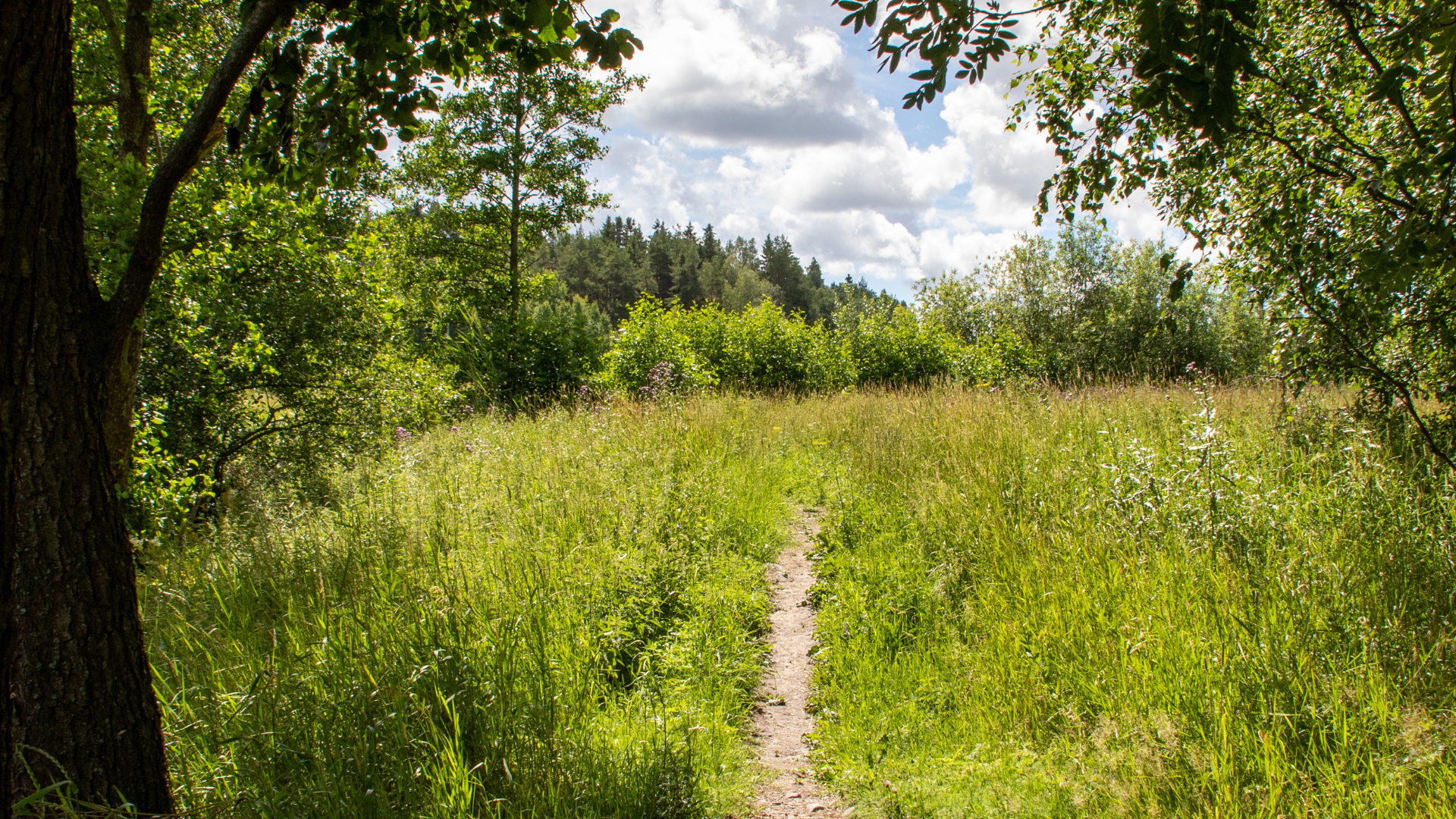  Luolalanjärven luontopolku, polku pellon keskellä.