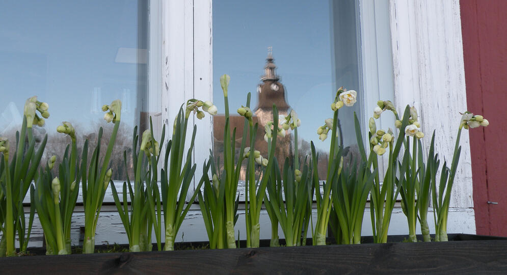 Narsissit ja kirkon heijastus ikkunassa.