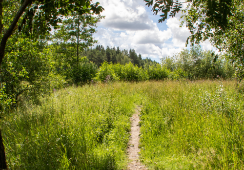  Luolalanjärven luontopolku, polku pellon keskellä.